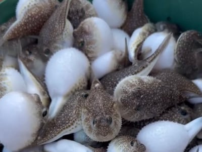 A bucket of inflated pufferfish taken out of the net