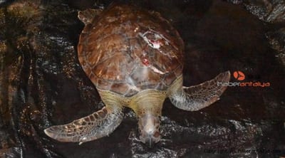 A loggerhead turtle in shallow water, a deep split visible across its shell