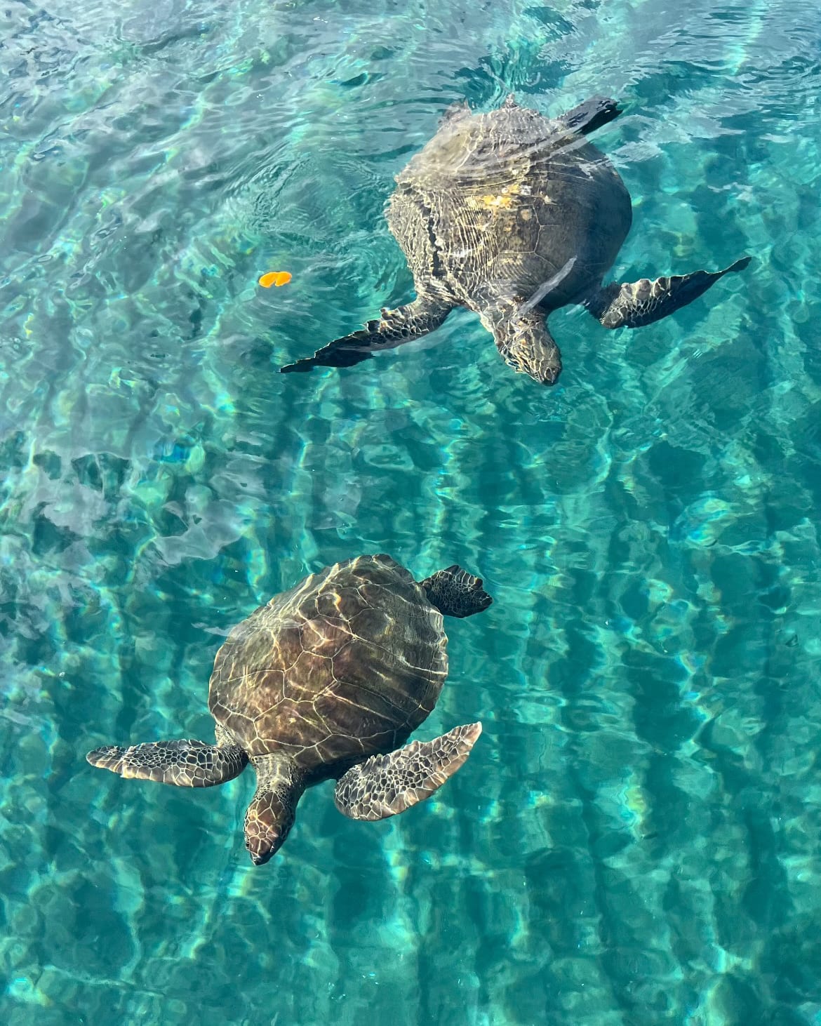 Kekova sularında bir Caretta Caretta